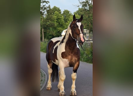 Sangre fría polaco, Caballo castrado, 4 años, 164 cm, Pío