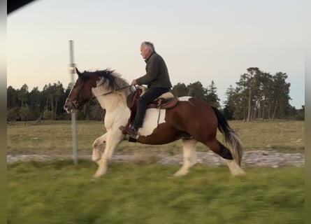 Sangre fría polaco, Caballo castrado, 4 años, 165 cm, Pío