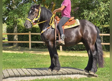 Sangre fría polaco, Yegua, 3 años, 156 cm, Negro