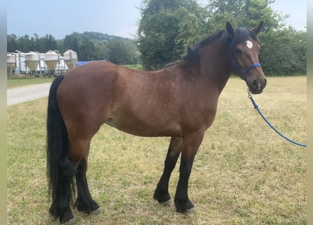 Sangre fría polaco Mestizo, Yegua, 3 años, 158 cm, Castaño
