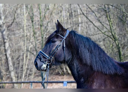 Sangre fría polaco, Yegua, 8 años, 162 cm, Negro