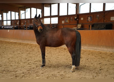 Sangre Noble Alemana, Caballo castrado, 5 años, 156 cm