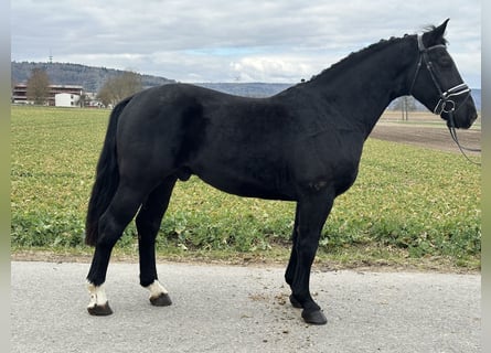 Sangue Caldo Pesante / Meso-brachimorfo, Castrone, 3 Anni, 165 cm, Morello