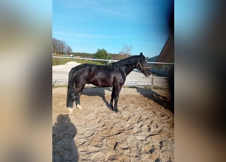 Sangue Caldo Pesante / Meso-brachimorfo, Castrone, 4 Anni, 164 cm, Morello