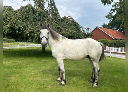 Sangue Caldo Pesante / Meso-brachimorfo, Castrone, 6 Anni, 163 cm, Grigio