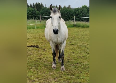 Sangue Caldo Pesante / Meso-brachimorfo, Castrone, 9 Anni, 160 cm, Grigio