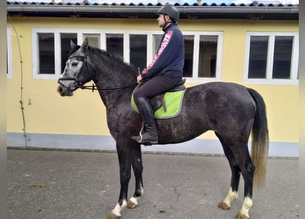 Sangue Caldo Pesante / Meso-brachimorfo, Giumenta, 3 Anni, 160 cm, Grigio