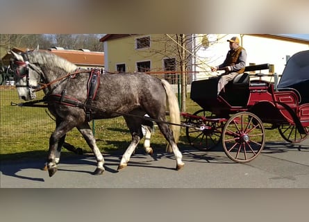 Sangue Caldo Pesante / Meso-brachimorfo, Giumenta, 3 Anni, 162 cm, Grigio