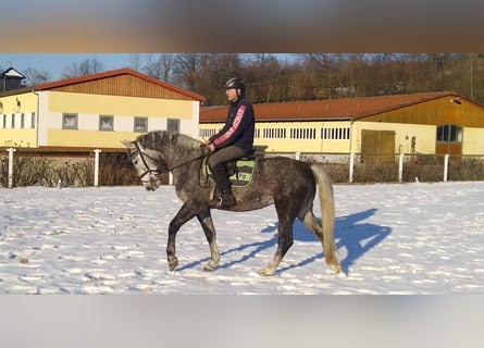 Sangue Caldo Pesante / Meso-brachimorfo, Giumenta, 4 Anni, 164 cm, Grigio