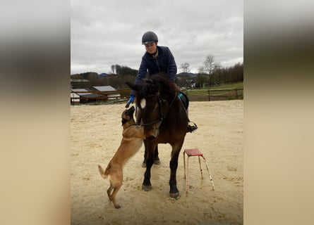 Sangue Caldo Pesante / Meso-brachimorfo, Giumenta, 6 Anni, 157 cm, Baio scuro