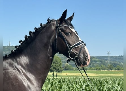 Sangue Caldo Pesante / Meso-brachimorfo, Castrone, 3 Anni, 158 cm, Morello