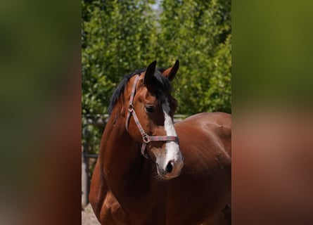 Sangue Caldo Pesante / Meso-brachimorfo, Castrone, 3 Anni, 164 cm, Baio
