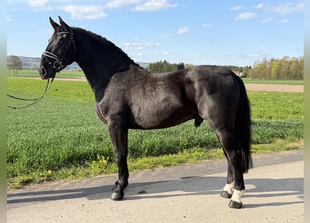 Sangue Caldo Pesante / Meso-brachimorfo, Castrone, 3 Anni, 164 cm, Morello
