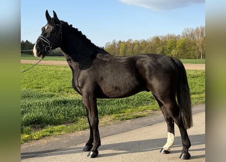 Sangue Caldo Pesante / Meso-brachimorfo, Castrone, 3 Anni, 164 cm, Morello