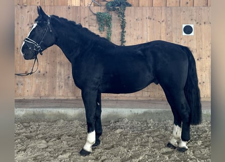 Sangue Caldo Pesante / Meso-brachimorfo, Castrone, 3 Anni, 164 cm, Morello