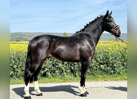 Sangue Caldo Pesante / Meso-brachimorfo, Castrone, 3 Anni, 165 cm, Baio scuro