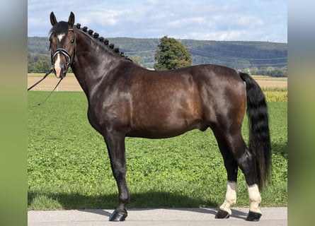 Sangue Caldo Pesante / Meso-brachimorfo, Castrone, 3 Anni, 166 cm, Baio scuro