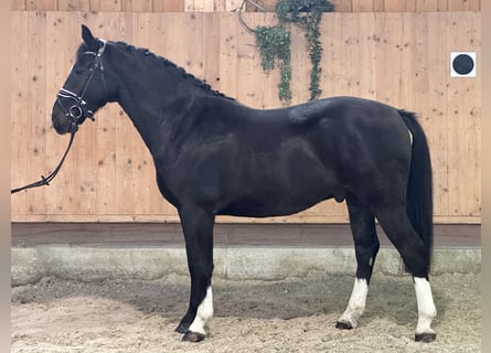 Sangue Caldo Pesante / Meso-brachimorfo, Castrone, 3 Anni, 166 cm, Morello