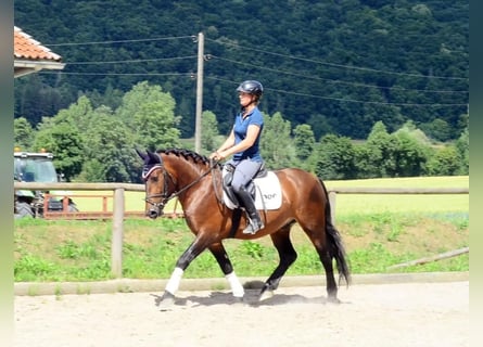 Sangue Caldo Pesante / Meso-brachimorfo, Castrone, 5 Anni, 155 cm, Baio