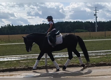 Sangue Caldo Pesante / Meso-brachimorfo Mix, Castrone, 5 Anni, 164 cm, Morello