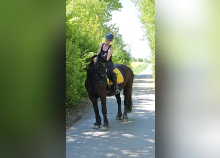 Sangue Caldo Pesante / Meso-brachimorfo, Castrone, 6 Anni, 156 cm, Morello