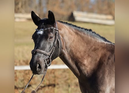 Sangue Caldo Pesante / Meso-brachimorfo, Castrone, 8 Anni, 164 cm, Baio scuro