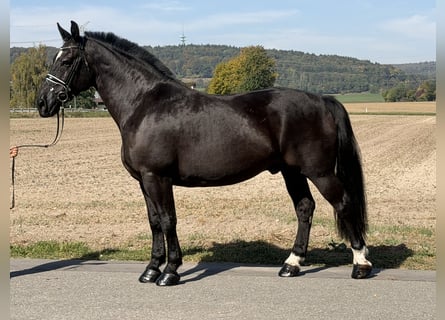 Sangue Caldo Pesante / Meso-brachimorfo, Castrone, 9 Anni, 170 cm, Morello