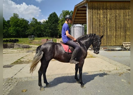 Sangue Caldo Pesante / Meso-brachimorfo, Giumenta, 3 Anni, 163 cm, Grigio ferro