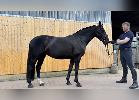 Sangue Caldo Pesante / Meso-brachimorfo, Giumenta, 6 Anni, 165 cm, Baio nero