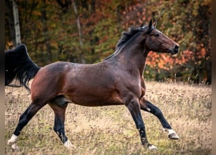 Sangue Caldo Pesante / Meso-brachimorfo, Stallone, 2 Anni, 165 cm, Baio