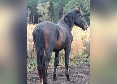 Sangue Caldo Pesante / Meso-brachimorfo, Stallone, 2 Anni, 165 cm, Baio