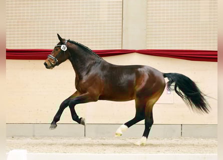 Sangue Caldo Pesante / Meso-brachimorfo, Stallone, 3 Anni, 162 cm, Baio