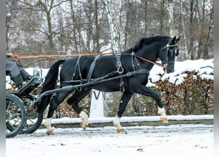 Sangue Caldo Pesante / Meso-brachimorfo, Stallone, 7 Anni, 165 cm, Morello