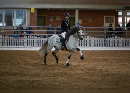 Welsh B, Hingst, 22 år, 136 cm, Grå