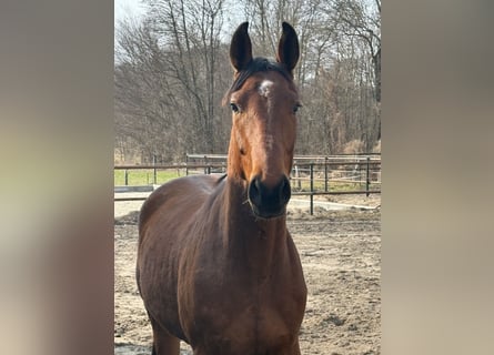 Saxe Anhaltiner, Hongre, 3 Ans, 167 cm, Bai cerise