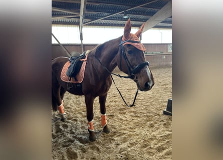 Saxe Anhaltiner, Jument, 25 Ans, 162 cm, Alezan