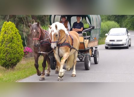 Saxon-Thuringian Draft Horse, Mare, 4 years, 16 hh, Chestnut-Red