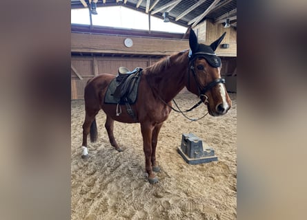 Saxony Anhaltiner, Mare, 25 years, 15,2 hh, Chestnut-Red