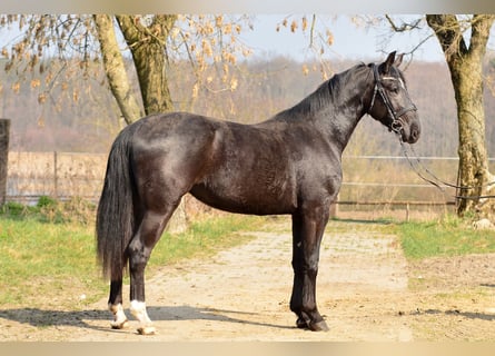 Schlesier, Merrie, 3 Jaar, 168 cm, Zwart