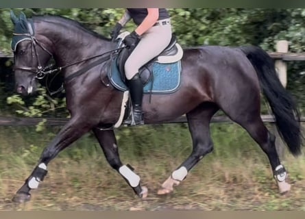 Schlesier, Merrie, 4 Jaar, 162 cm, Zwart