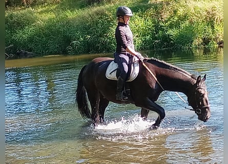 Schlesier, Merrie, 4 Jaar, 166 cm, Zwart