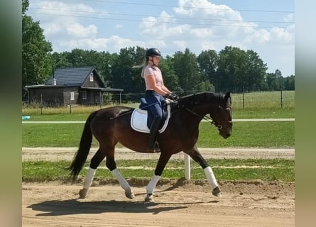 Schlesier, Merrie, 6 Jaar, 168 cm, Donkerbruin