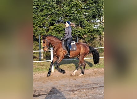 Schlesier Mix, Ruin, 3 Jaar, 160 cm, Bruin
