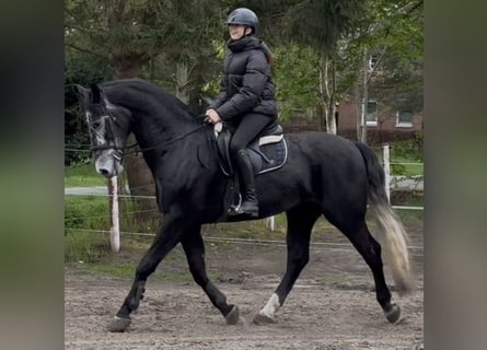 Schlesier, Ruin, 4 Jaar, 168 cm, Zwartschimmel