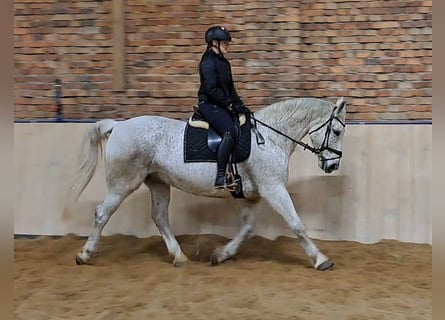 Schlesier, Stute, 11 Jahre, 165 cm, Schimmel