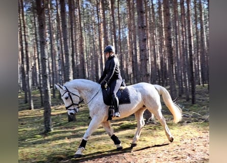 Schlesier, Stute, 11 Jahre, 165 cm, Schimmel