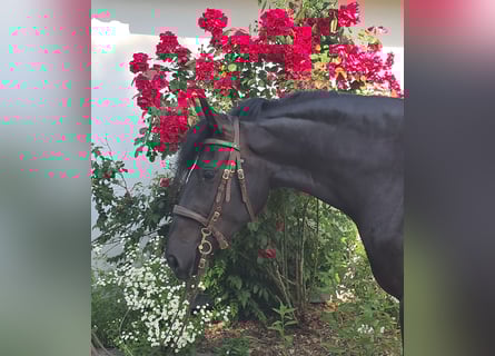 Schlesier, Stute, 3 Jahre, 157 cm, Rappe