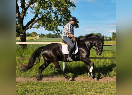 Schlesier, Stute, 3 Jahre, 163 cm, Rappe