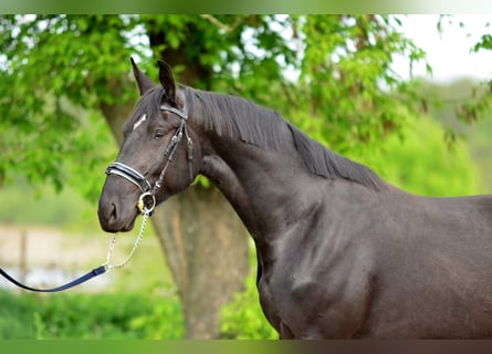 Schlesier, Stute, 3 Jahre, 168 cm, Rappe