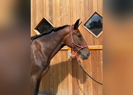 Schlesier, Stute, 5 Jahre, 163 cm, Brauner